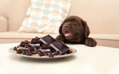 Intoxikace čokoládou u psů