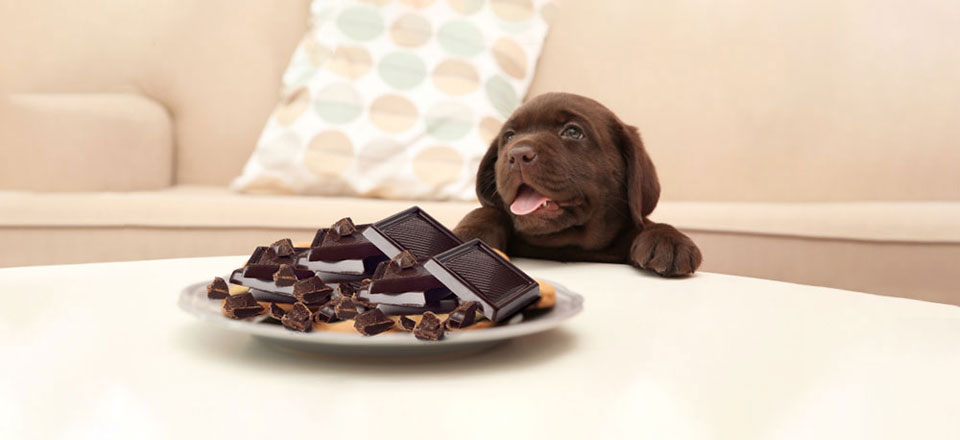 Intoxikace čokoládou u psů