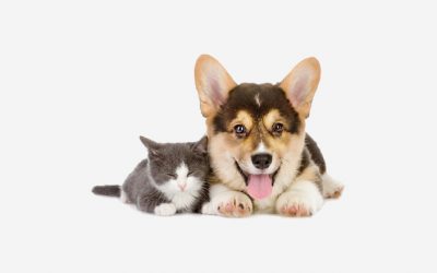 Reprodukce psů a koček