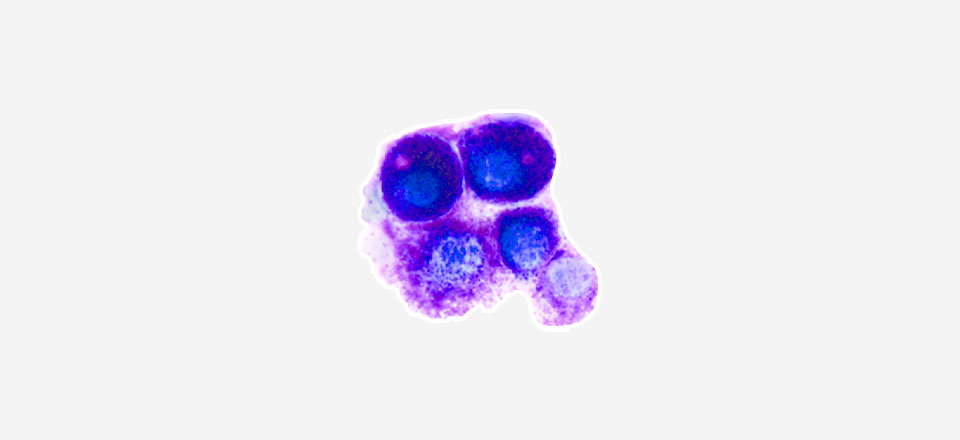 Mastocytom – nádorové onemocnění psů
